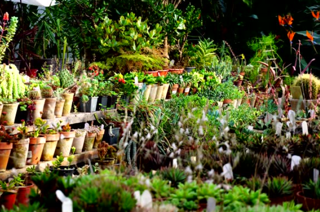 Advantages: healthy plants, delivery, workshops