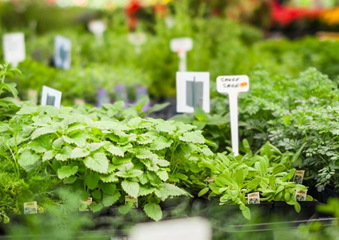Nursery workspace with potting table and plants