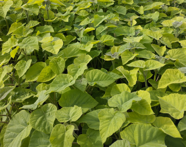 Services image: planting, workshops, and styling